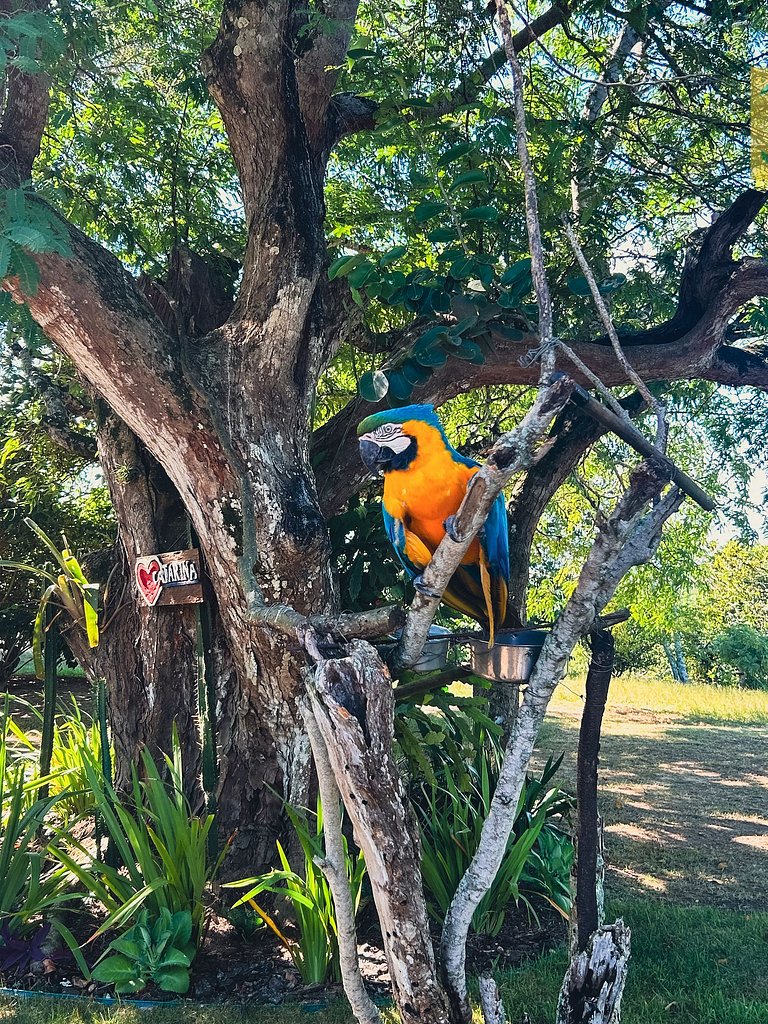 Montanha & Praia em Geribá: Conforto Familiar e Arara